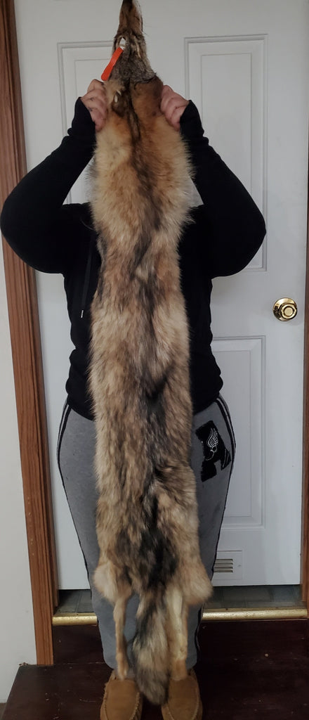 Maine coyote Pelts